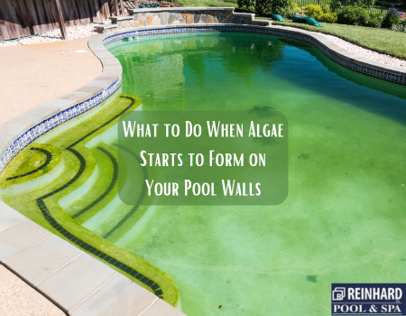 What to Do When Algae Starts to Form on Your Pool Walls